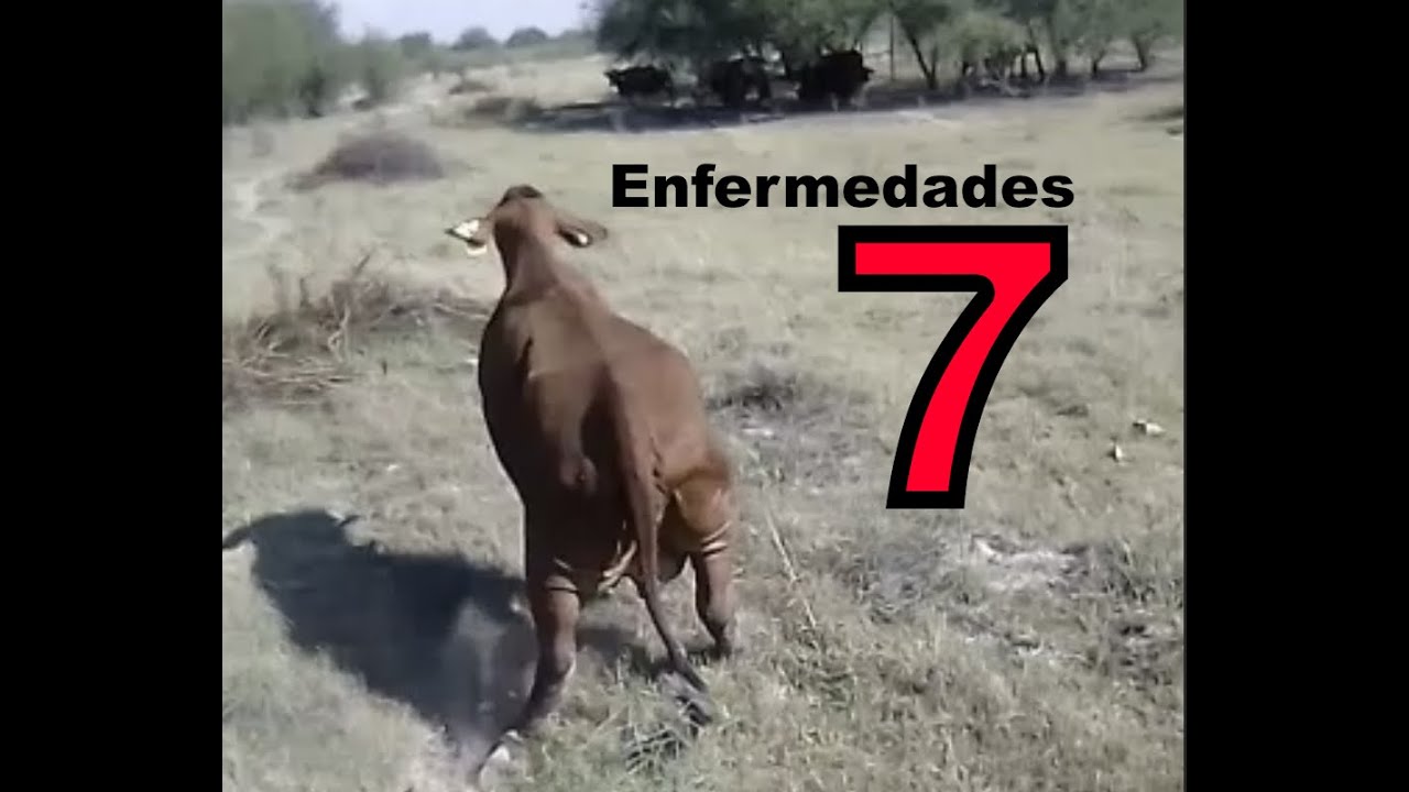 Las 7 Peores enfermedades del Ganado