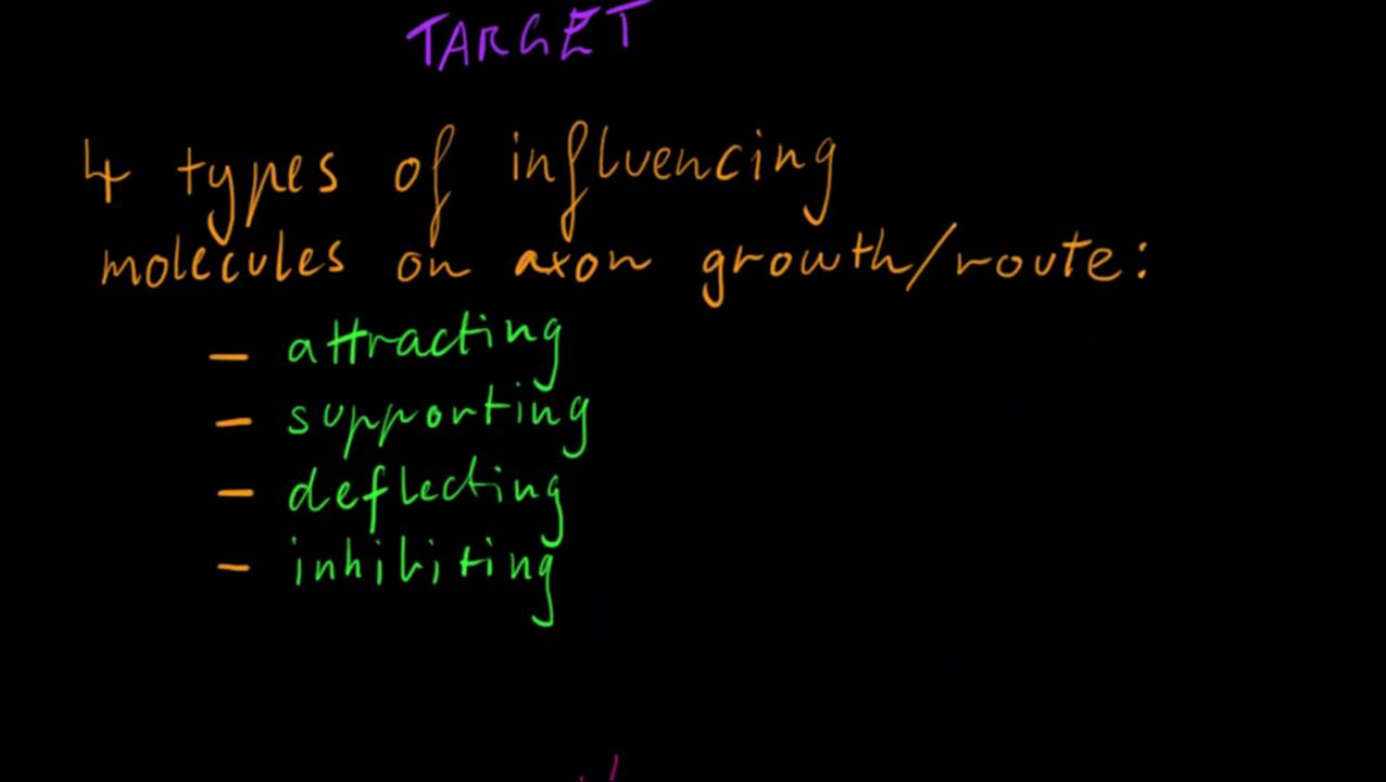 Part 5 - Neural Growth and Regeneration