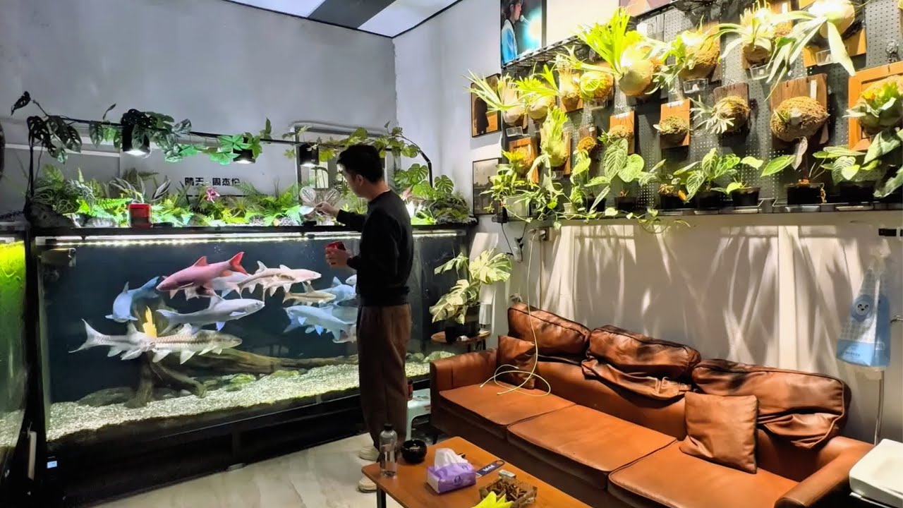 Feeding Giant Mahseer &ndash; Red, Gold & Blue Giants in One Aquarium