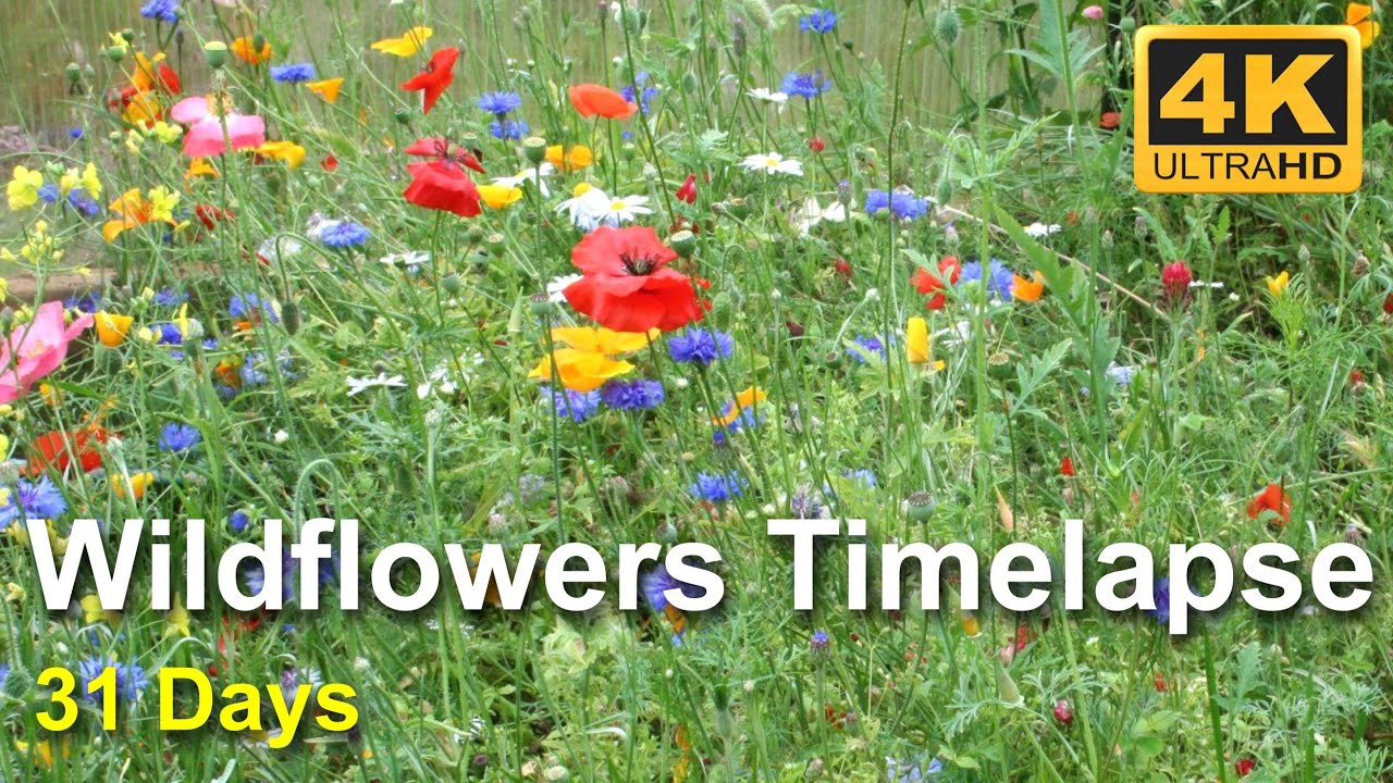 Beautiful Wildflowers Timelapse - Growing Moving and Flowering - 4K UHD