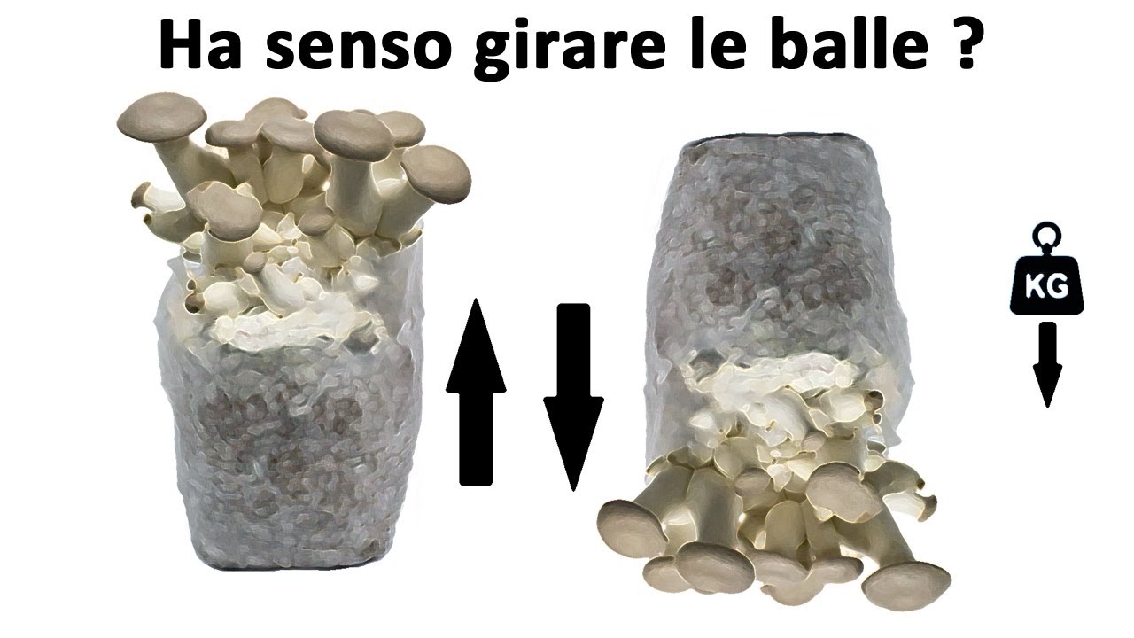 Ha senso girare le balle ? Nella coltivazione dei funghi ovviamente.