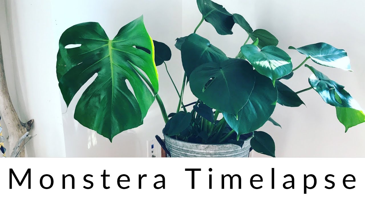 Monstera Deliciosa Time Lapse