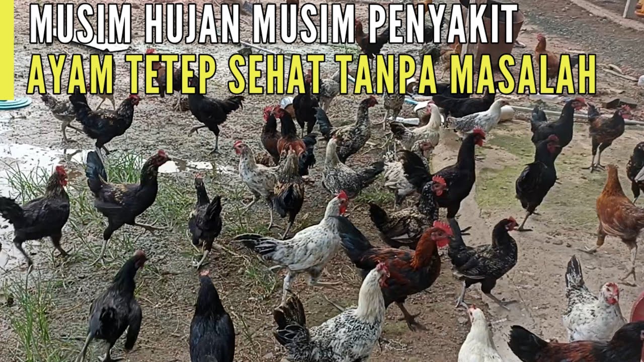 CARA TERNAK AYAM KAMPUNG ALA PPK ‼️