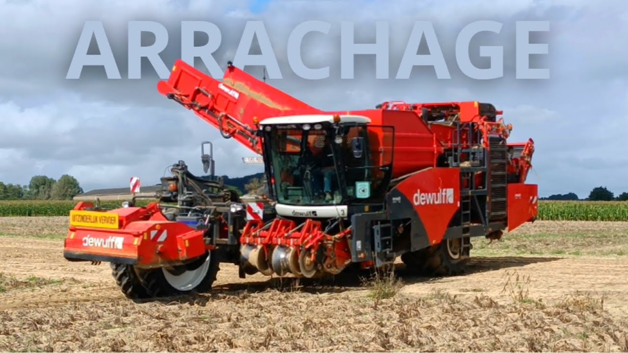 Arrachage des Patates 2023