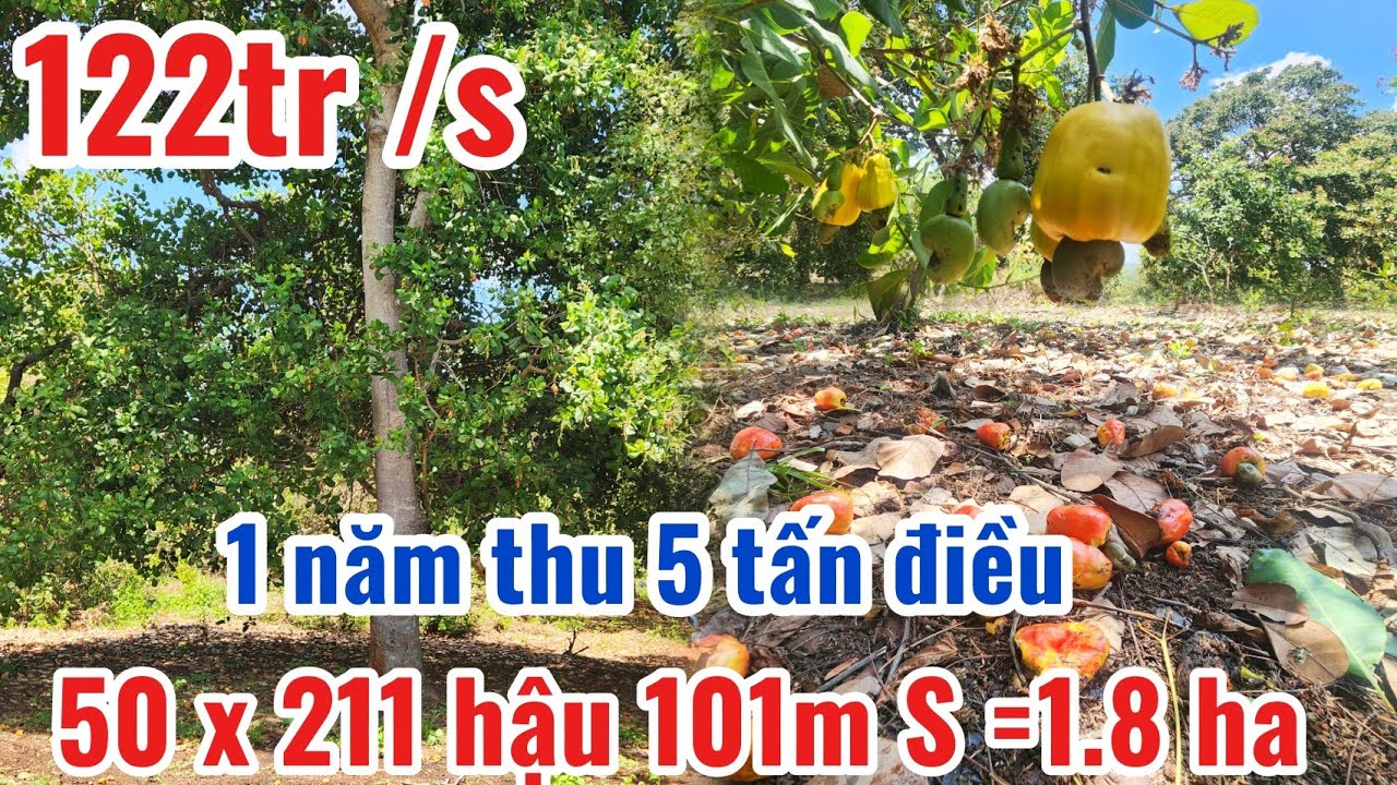 S.72 Bán Mảnh Vườn Điều đất đỏ bazan nguồn thu 5 tấn/năm (50x211 hậu 101)S=1.8ha giá 122tr/s Bao sổ 