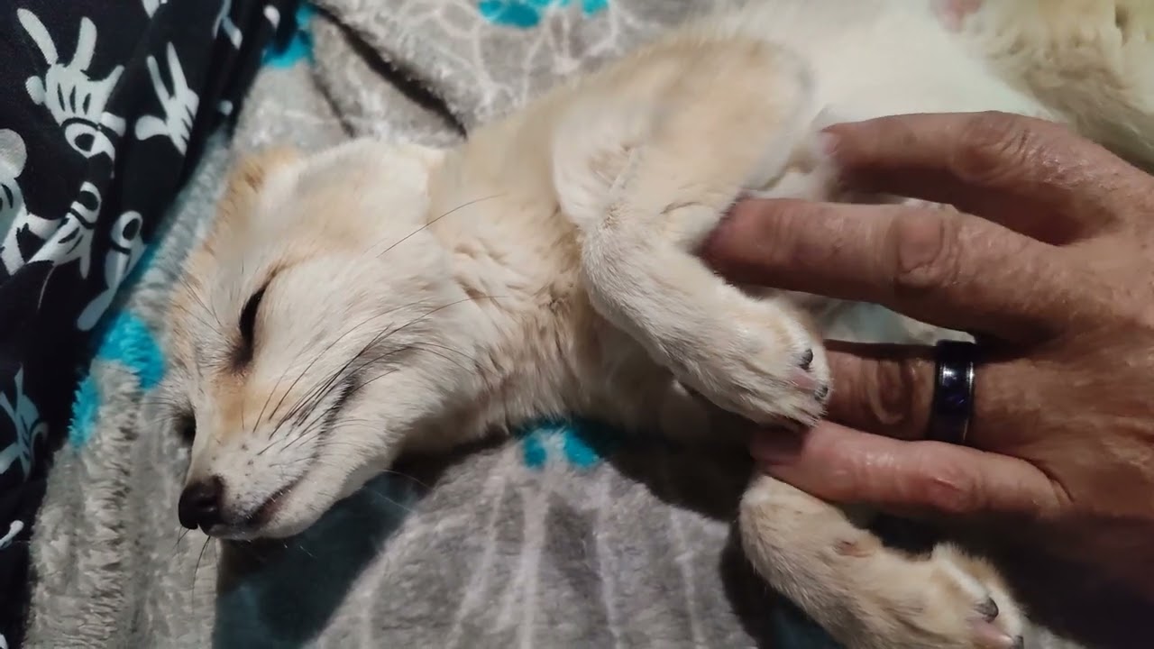 Fennec fox purring is the cutest thing you will see today!