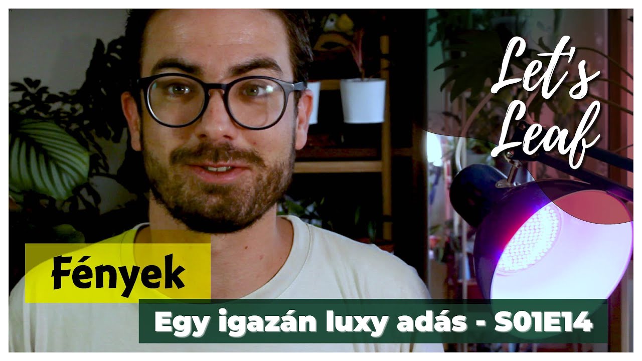 Szobanövények világítása | Milyen növények bírják a sötétet?