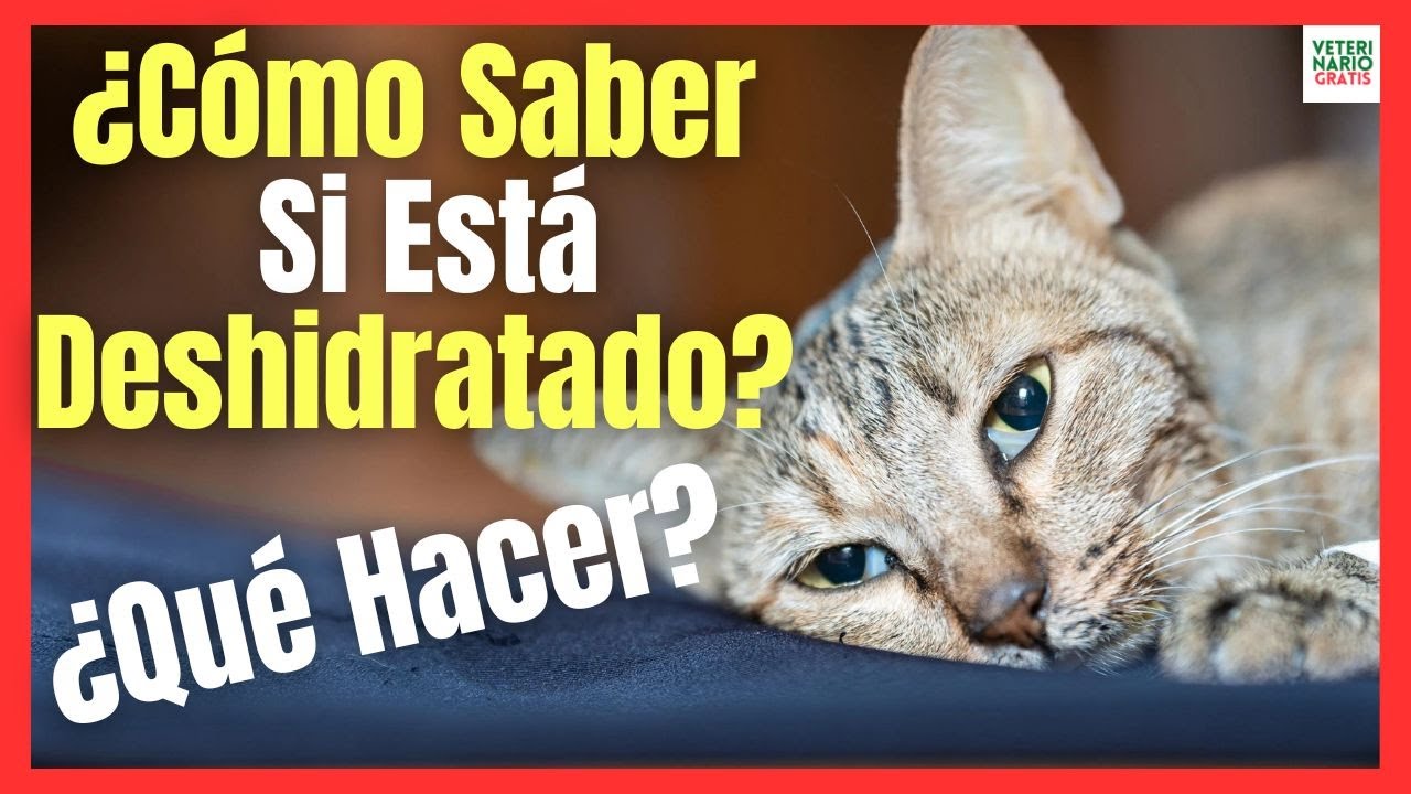 💘 &iquest;C&Oacute;MO SABER SI MI GATO EST&Aacute; DESHIDRATADO? 💘 &iquest;C&Oacute;MO HIDRATAR A UN GATO?