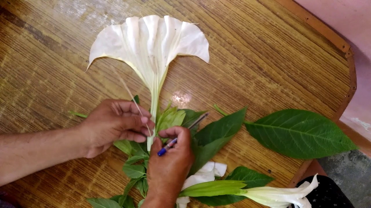 Dissection &Taxonomy of Datura 