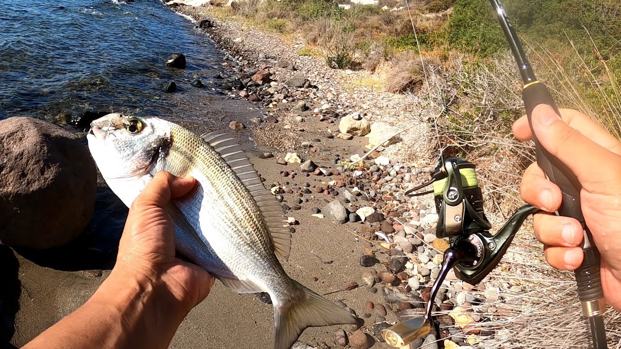 LRF Hafif Takım  ve Küçük Sahteyle ÇUPRA Avı