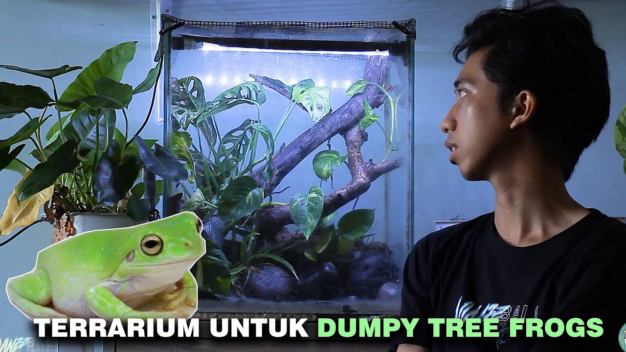 SETTING TERRARIUM UNTUK DUMPY TREE FROGS !!!