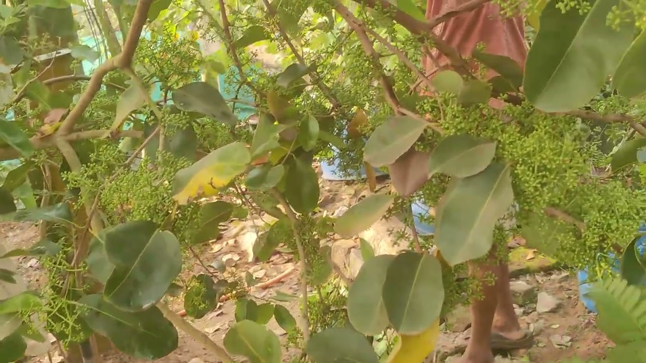 Cotton kala jamun pruning plants available. 7075858499  ||  7095858499 watsapp booking number.