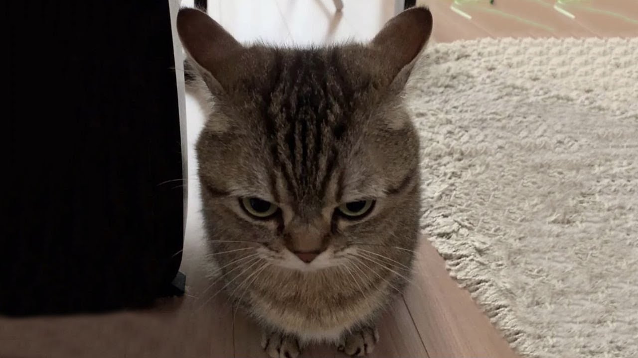 The Goofiest Cat On Earth 😂 Funny Cat Video Part 29