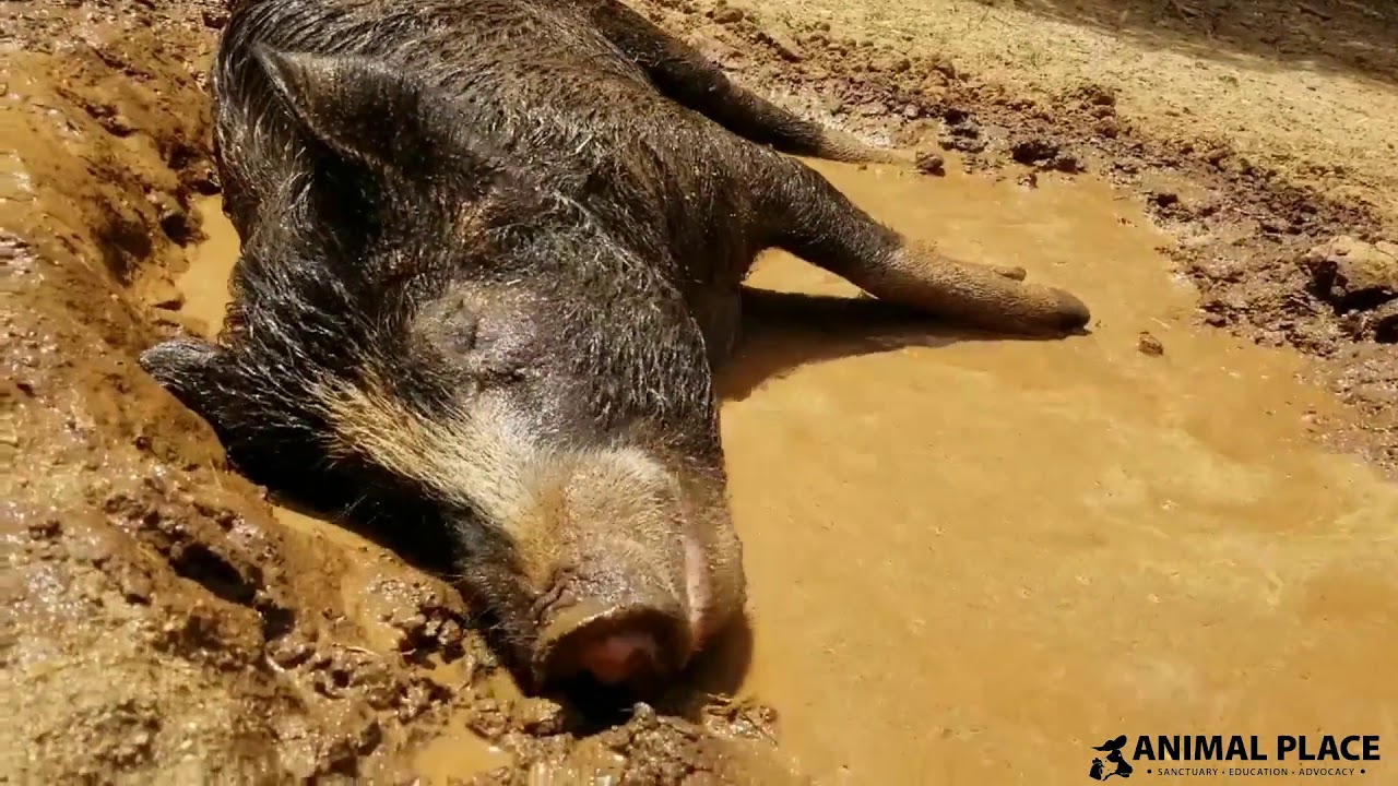 Rescued Pig Taking a Mud Bath
