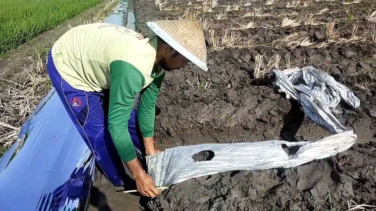 Lahan melon di bekas sawah dan teknis pemasangan plastik.