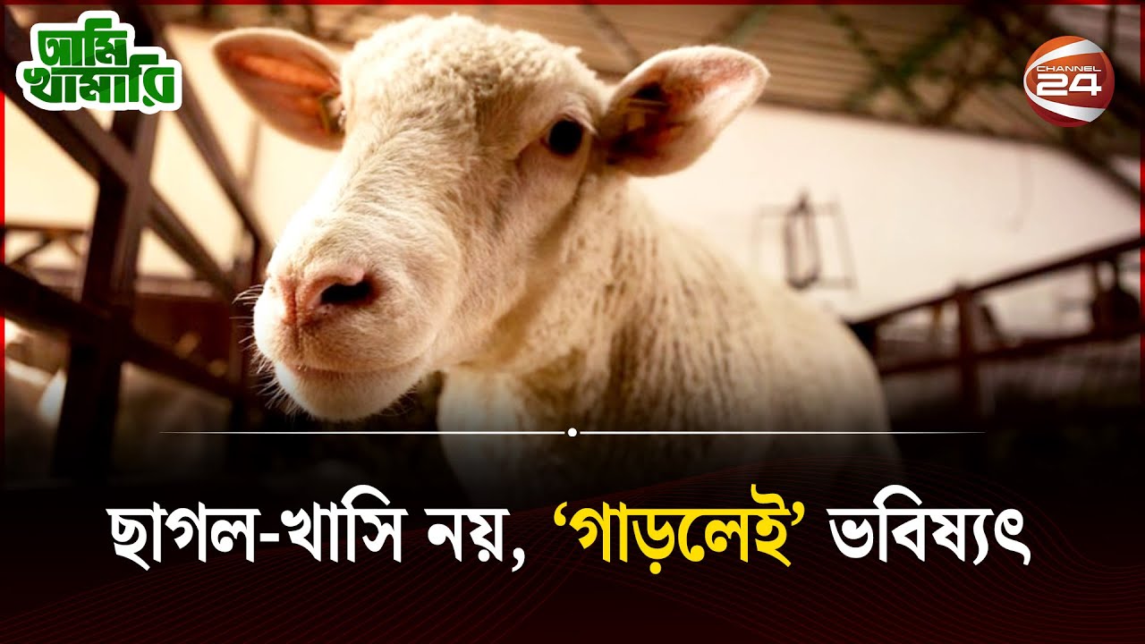 খাসির মাংসের চাপ কমাতে নতুন প্রজাতির ভেড়া 'গাড়ল' এর খামার | Ami Khamari | Sheep Farming | Channel 24