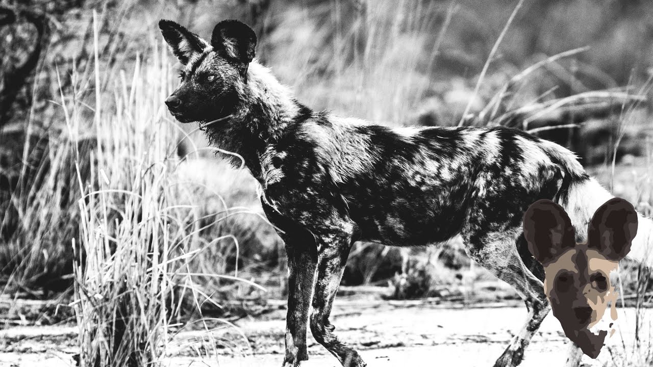 Painted Dogs in South Africa #SafariWithBrent Season 1 Episode 1 -