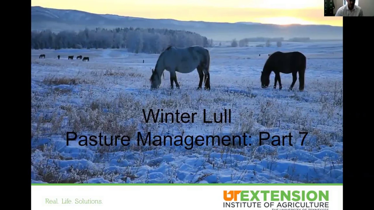 Equine Pasture Management: Winter Lull