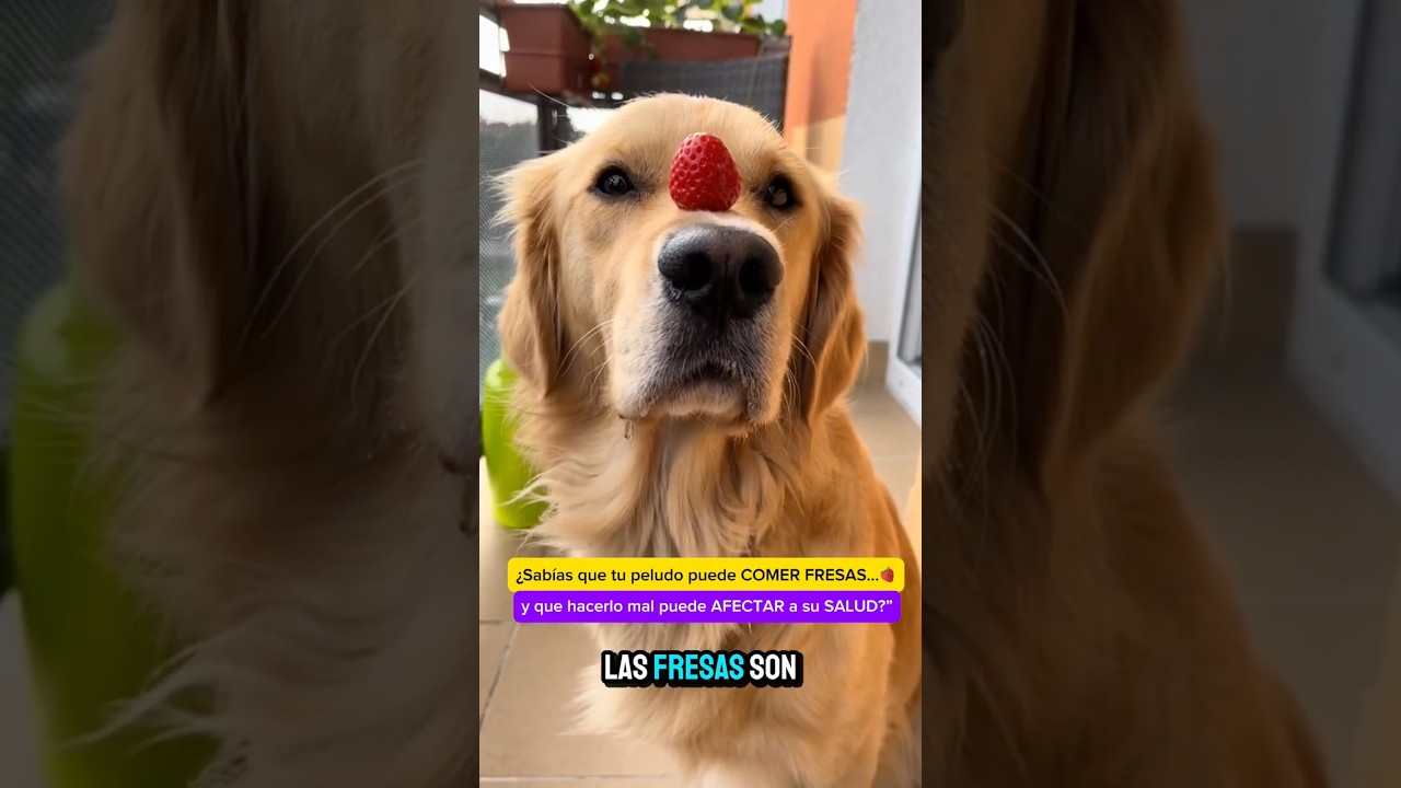 ¿Pueden los Golden Retriever comer fresas? 🍓 Beneficios, riesgos y cómo dárselas bien