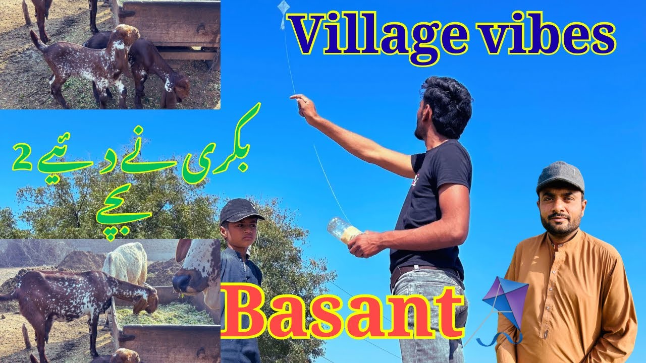 True Village Lifestyle | Goat Gave Birth 🐐| Basant Festival🪁 | Arbab Bhatti Vlogs 