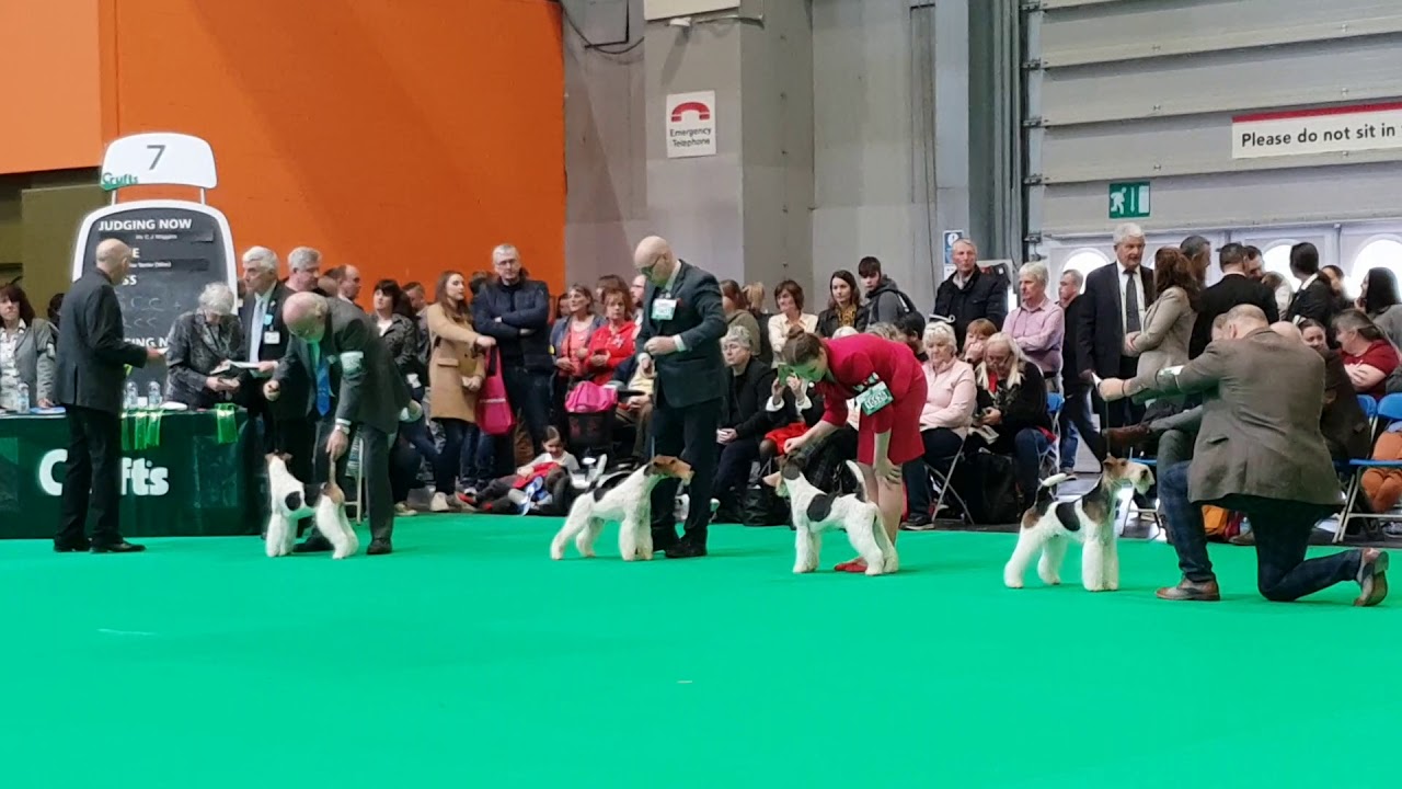 Crufts 2019, Wire Fox Terrier - Best Dog (CC)