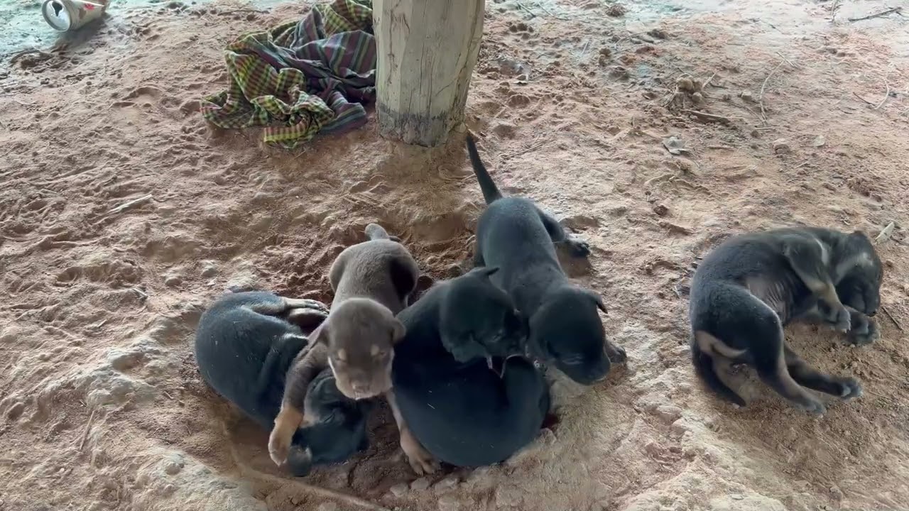 Puppies Playing Around Each Other– A Dog’s Life in the CountrysideGrowing Up Rural & Free Life