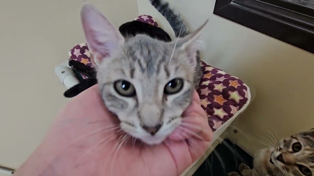 Shelter Kitten Umiko Wants Attention on HER Not New Roommates Ivy & Isla! [REAL]