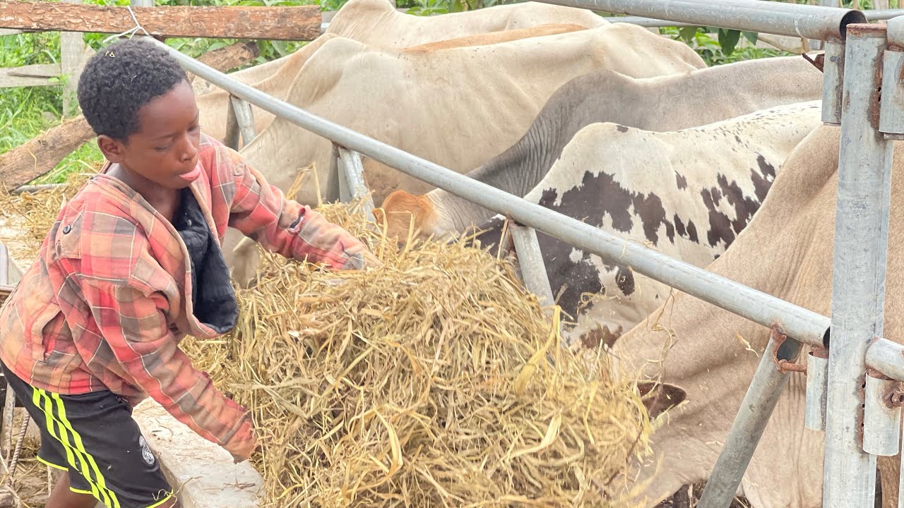 Cheap Way To Fatten Your Cow, Goat and Sheep