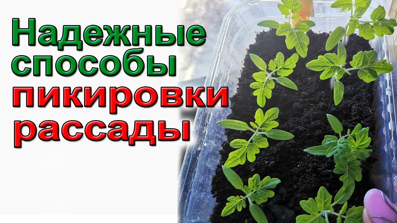 Способ глубокой пикировки рассады томатов