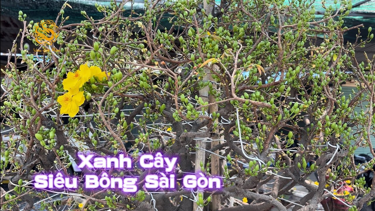 💥Siêu bông Sài Gòn nở “Xanh Cây” ở Vườn Mai Phương Bình|Vùng Đất Rồng 