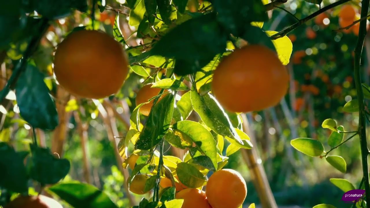 D&eacute;couvrez notre mandarine Nadorcott