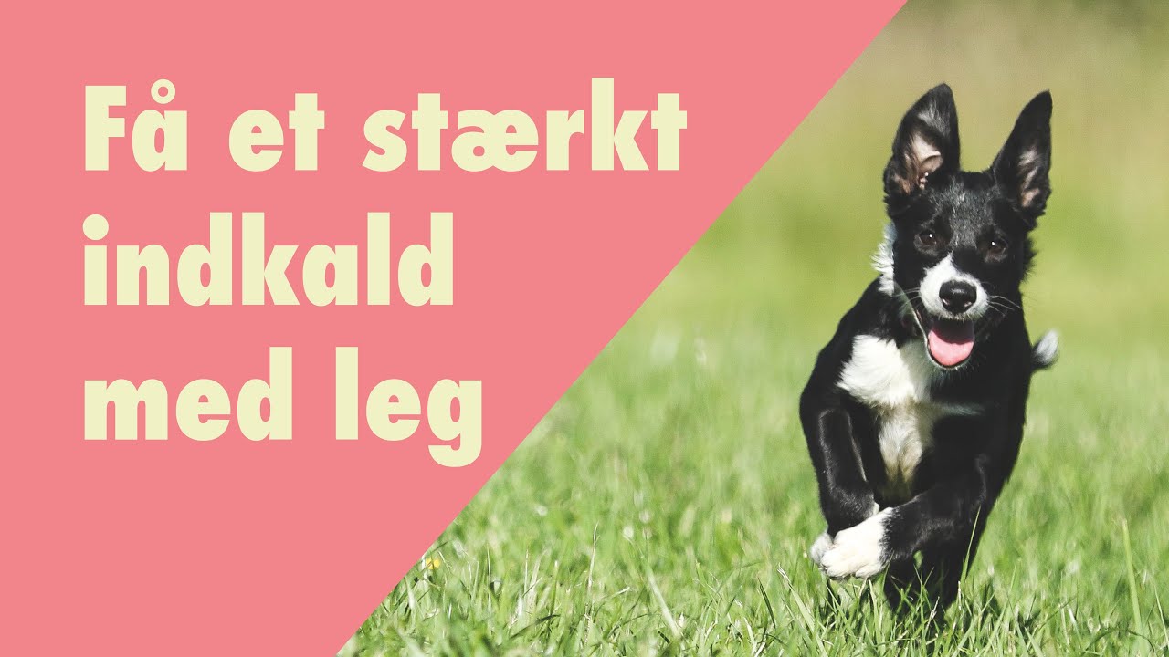Lær din hund at komme når du kalder - sjov indkaldstræning
