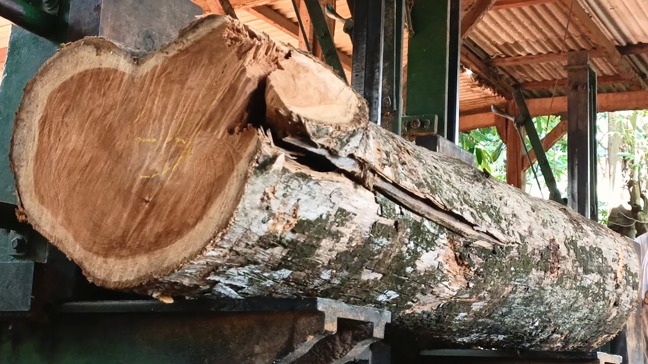 Sawing logs from the biggest trees in the forest into slimar planks & beams at the sawmill