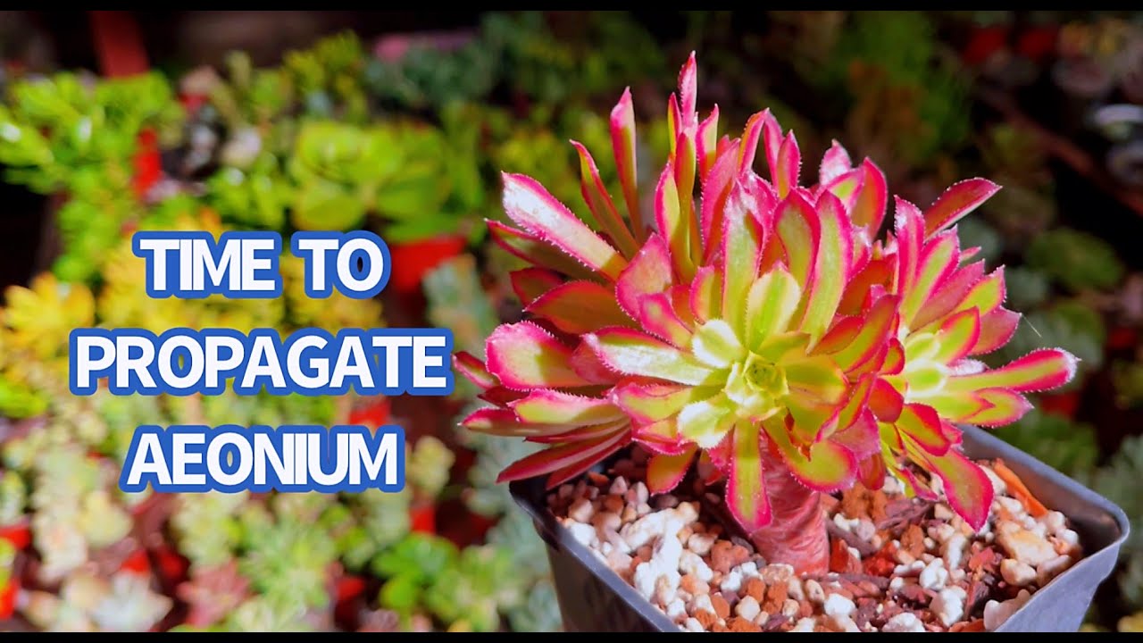 #578 WHEN IS A GOOD TIME TO PROPAGATE AEONIUM | KHI NÀO NÊN NHÂN GIỐNG AEONIUM | 다육식물 | 多肉植物