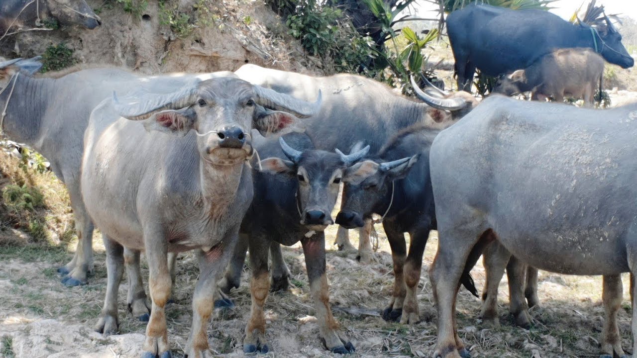Buffaloes are grazing in the rice fields.🦬🦬🐃