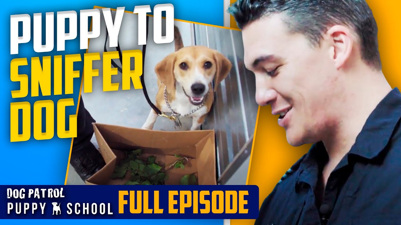 Brave Biosecurity Beagle Takes On His First Day At The Airport | Puppy School - Season 1 Episode 5