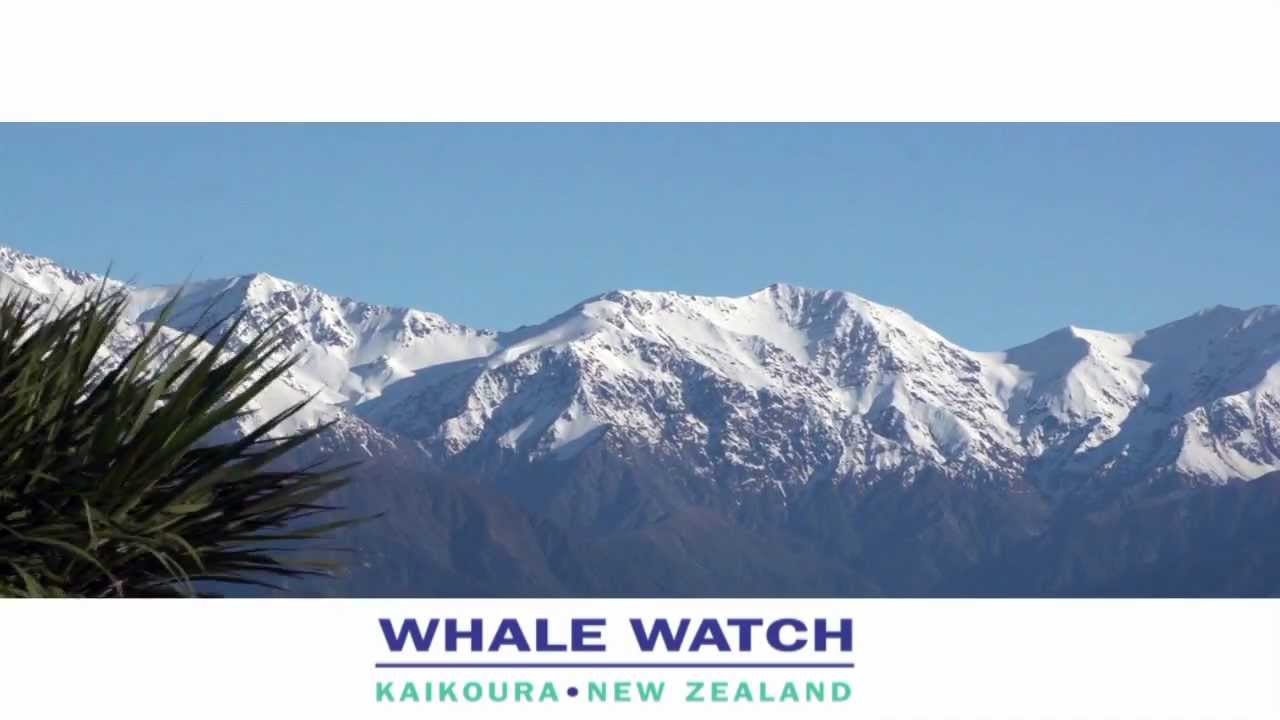 Whale Watch Kaikoura - 2 min