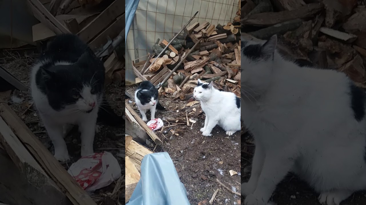 Cat fights