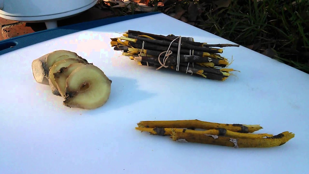 How to make Yellow Root Tea - an ancient Native American Health Remedy