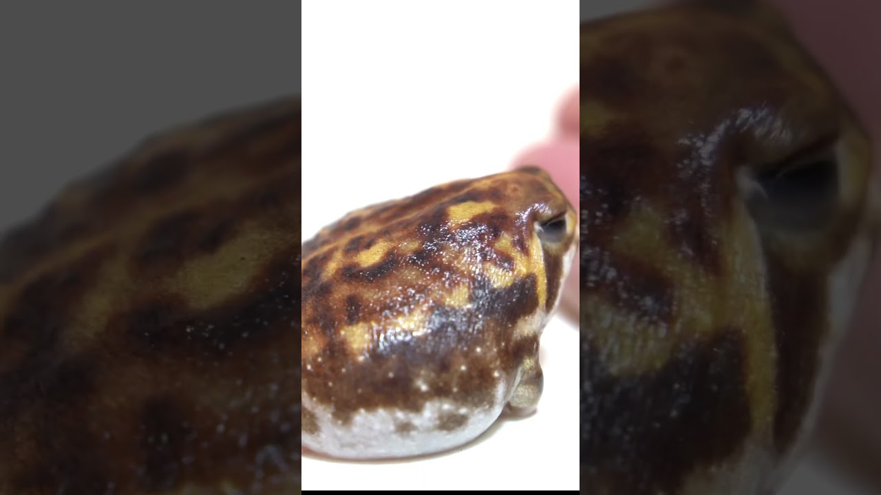 It's fun♪3  #rainfrog #commonrainfrog #frog  #shorts