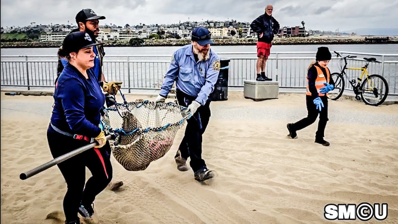 𝗧𝗢𝗫𝗜𝗖 𝗥𝗘𝗦𝗖𝗨𝗘: Sick Sea Lion Found Clinging to Rocks in Marina del Rey Rescue Drama