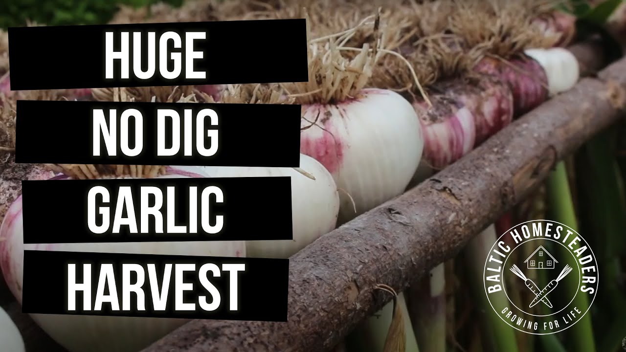 Huge No Dig Garlic Harvest from Compost Beds