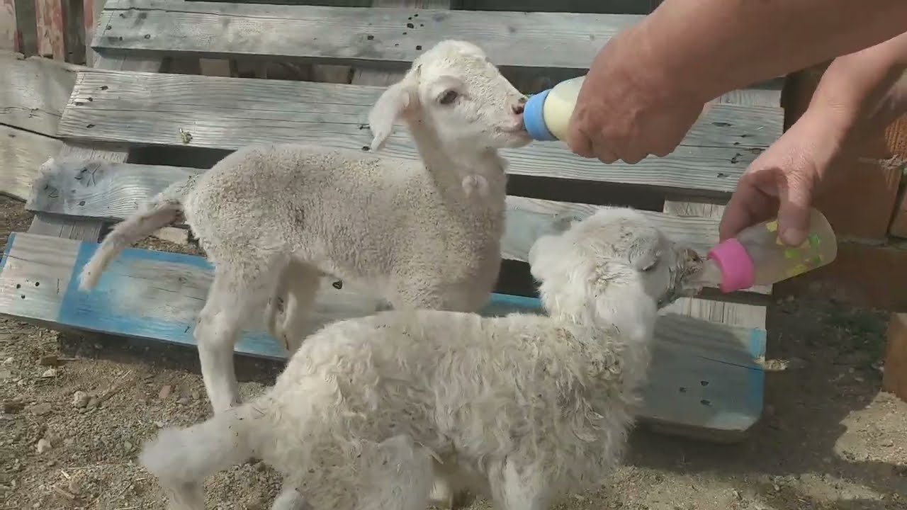 CUTE LAMBS ARE DRINKING MILK 4
