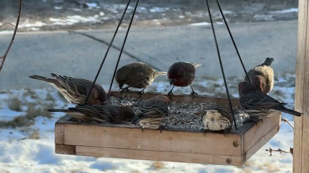 House Finch 