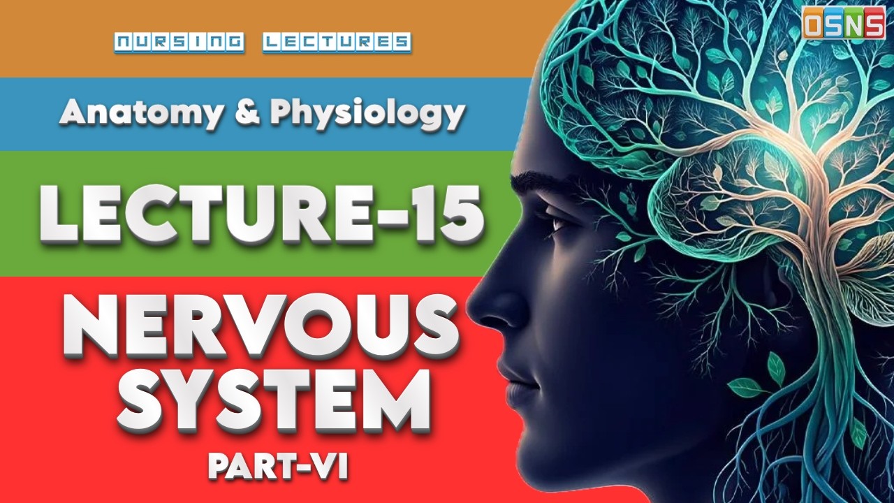 Hindbrain (Rhombencephalon) | Nervous System Part 6 | Lecture 15 | OSNS | onestopnursingsolutions