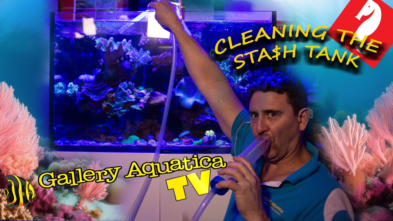 Reef tank maintenance on the stash tank!