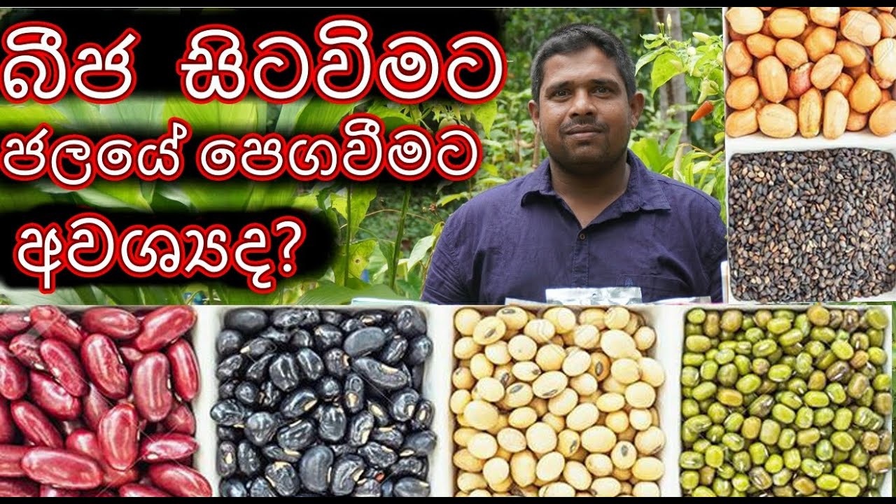 බීජ සිටවිමට පෙර ජලයේ පෙගවිමට අවස්‍යද Seeds should be soaked in water before planting bija sitawima