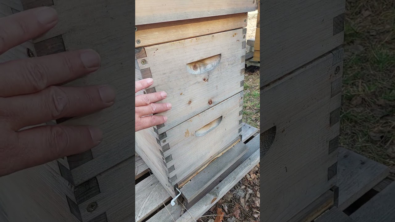 czym malować ule dewniane? ano niczym... :)