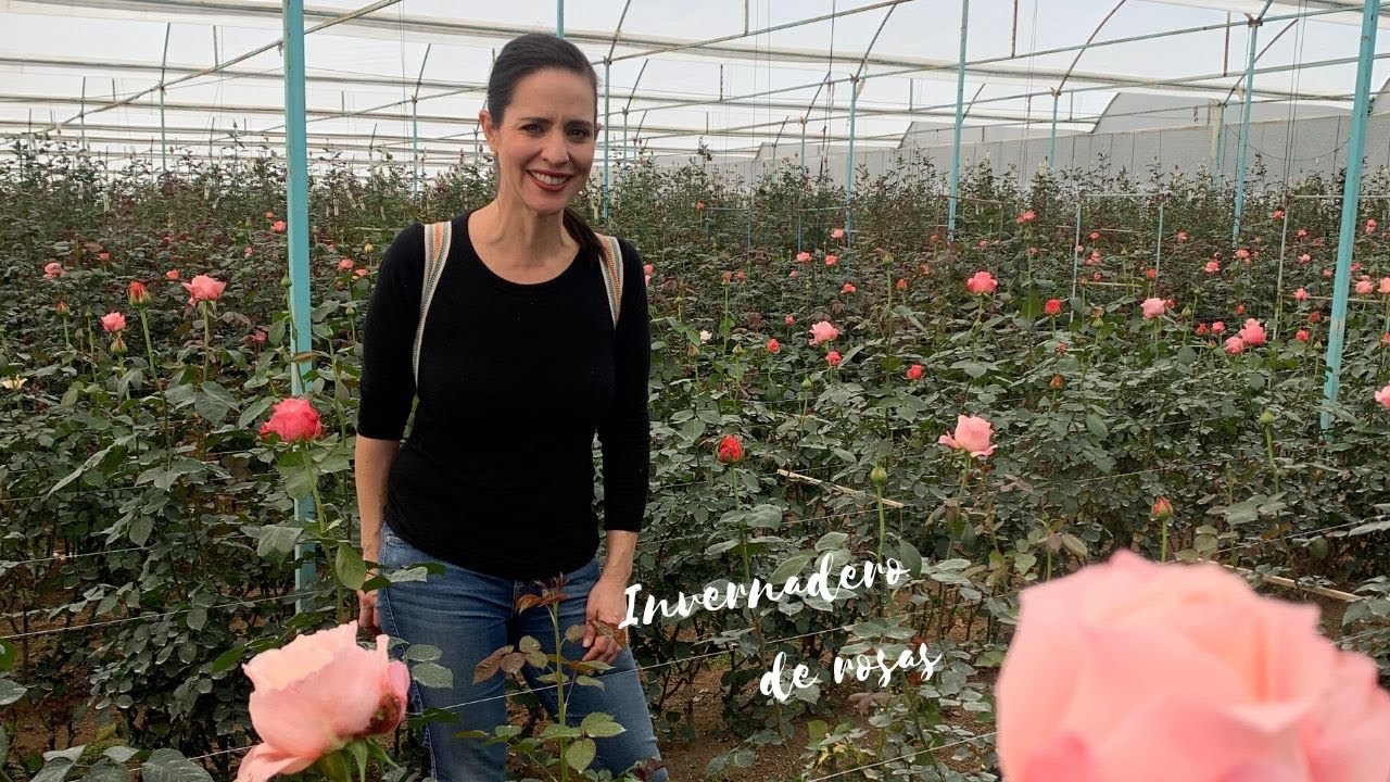 Ana Galena visita los invernaderos de rosas en el Estado de México