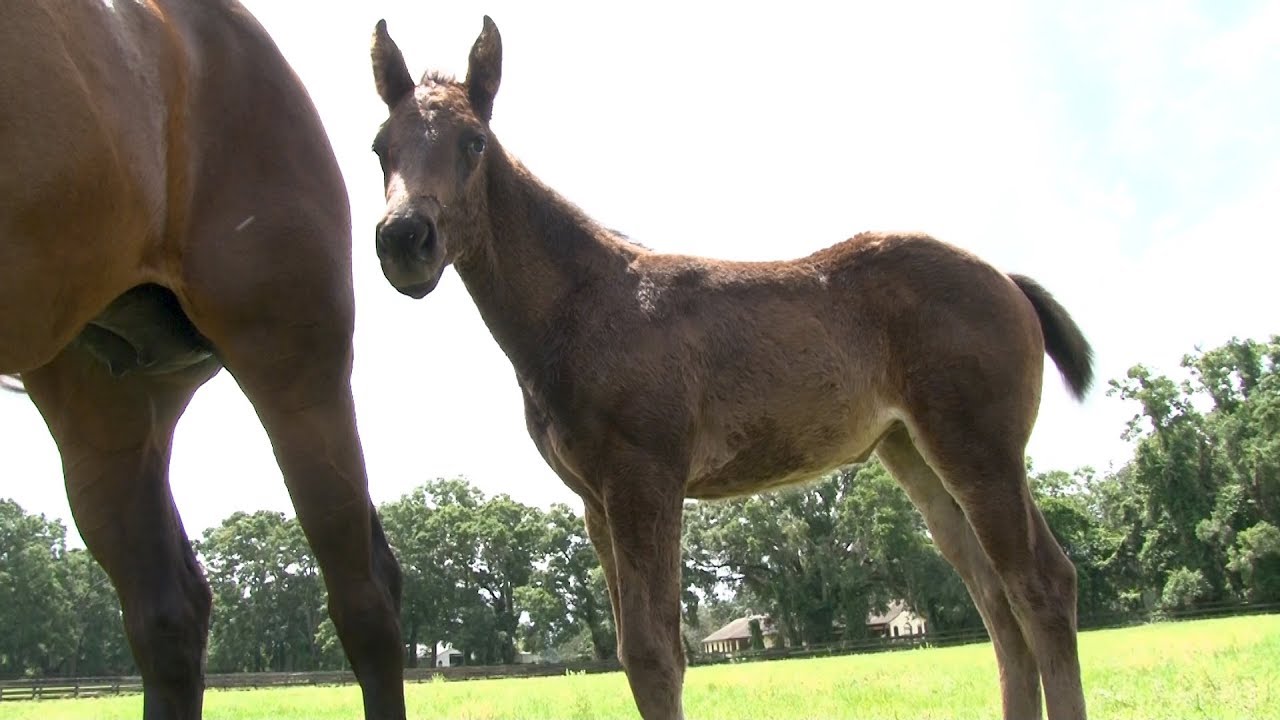 Save Ocala FL, The Horse Capital of the World